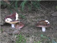 Brauner Ledertäubling2